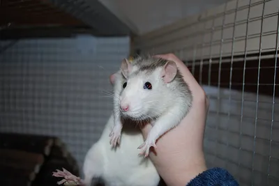 Декоративная крыса – умный любимец маленького размера