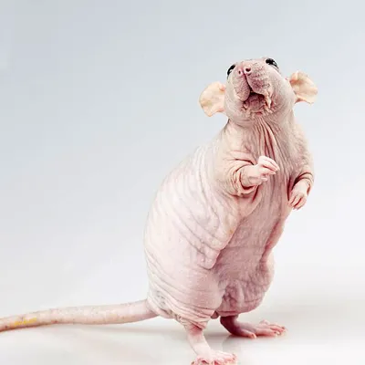 Декоративные крысы содержание дома, описание домашней крысы, сколько живет  крыса, что ест крыса
