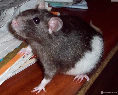 Лысые декоративные крысы сфинкс | Мир домашних животных | Дзен