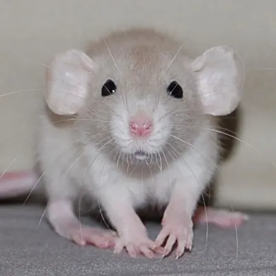 Декоративная крыса - «Любите ли вы декоративных крыс так, как люблю их я?  💖 Неприхотливые, умные, симпатичные, общительные, легко поддаются  несложной дрессировке - это очень хорошие домашние питомцы 🐁» | отзывы