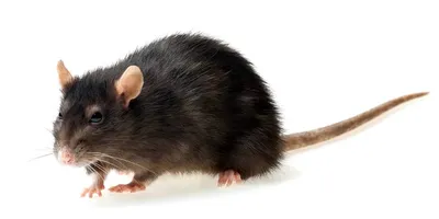 Крысы и другие домашние животные