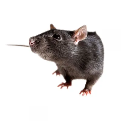 Декоративная крыса - среда» — создано в Шедевруме