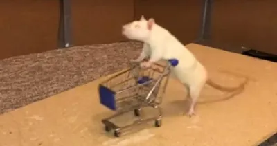 Декоративная крыса - Интересные факты о виде | Вид декоративная крыса -  YouTube