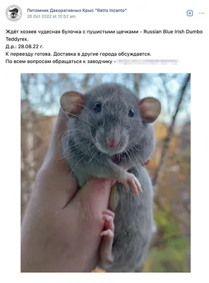 Декоративные крысы купить в Киеве по цене 160 ₴ в Украине – Zootovary.com