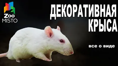 Породы и виды крыс для дома: декоративные питомцы с описанием и фото