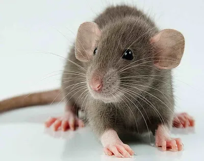 Белая декоративная крыса на светлом фоне Stock Photo | Adobe Stock