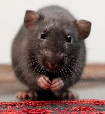 Декоративная крыса - «История о крысе, которую нашли на улице и привели  домой.» | отзывы