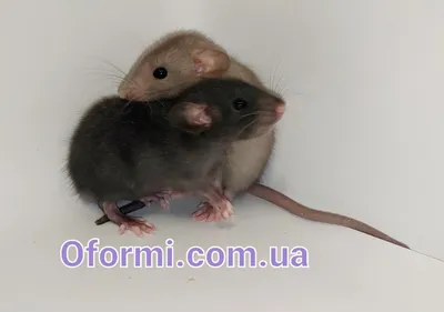 Декоративная крыса: 10 интересных особенностей хвостатого компаньона |  Приключения натуралиста | Дзен