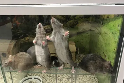 Домашние крысы: уход и обустройство клетки - Грызуны обзор на Gomeovet