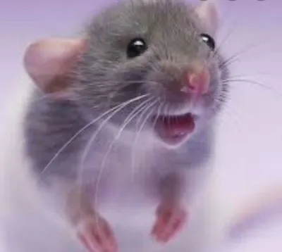 Декоративная крыса - «Декоративные крысы и ветеринарная эпопея. Личный  опыт, плюсы и минусы.» | отзывы