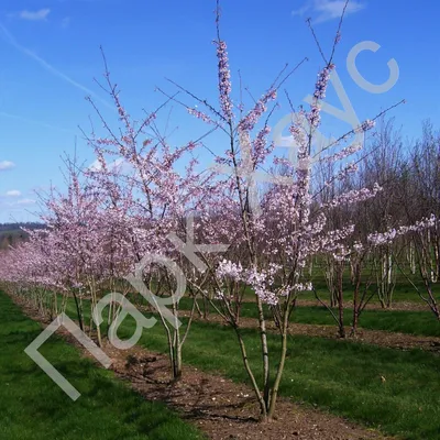 Вишня японская 'Сакура', саженцы, купить, Prunus serrulata, ЭКЗОТИЧЕСКИЕ  РАСТЕНИЯ, ЦВЕТЫ ОРАНЖЕРЕЙНЫЕ Купить растения в Ростове-на-Дону,  Интернет-магазин, питомник растений, хвойные и лиственные, уличные,  плодовые и декоративные деревья и кустарники ...