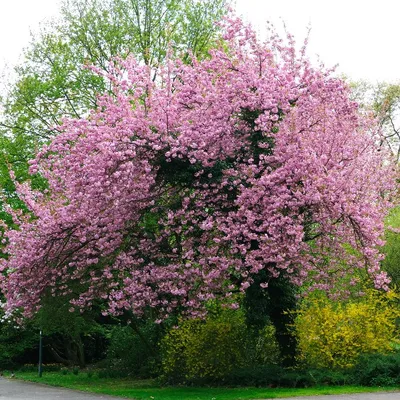 Вишня мелкопильчатая (сакура) (Prunus serrulata) купить по цене 7.900,00  руб. в Москве в садовом центре Южный