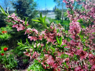 Сакура (Вишня декоративная) Пинк Перфекшен с доставкой! 🌱 [751045]