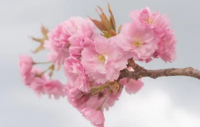 Декоративная Сакура. Волшебное дерево. Magic Sakura. Набор для творчества.  - купить с доставкой по выгодным ценам в интернет-магазине OZON (1329523497)