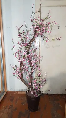 Сакура мелкопильчатая Роял Бургунди Prunus serrulata Royal Вurgundy -  купить декоративные и хвойные растения с доставкой по Украине в магазине  Добродар