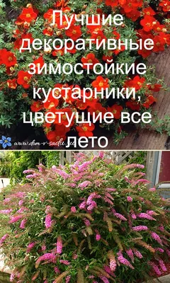 Декоративные кустарники: 12 полезных статей | GreenMarket