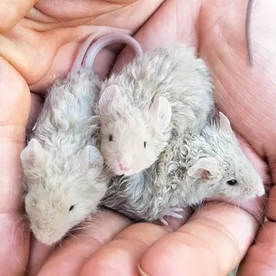 Декоративные мыши в домашних условиях