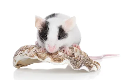Декоративные домашние мыши: уход и содержание | Блог на VetSpravka.ru