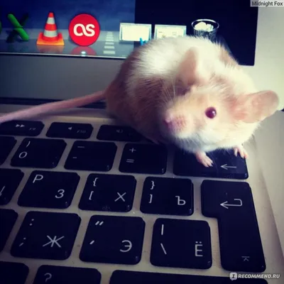 Мои декоративные мыши | ВКонтакте