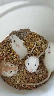 Питание для грызунов: корм для мышей крыс