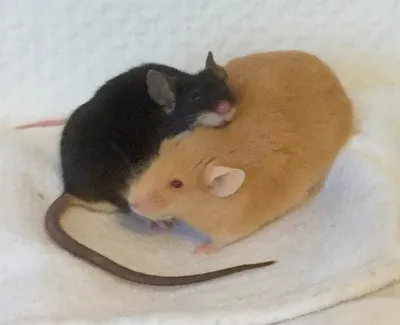 Астрексы - блестящие кудрявые мышки
