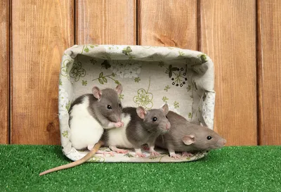Ответы Mail.ru: сильно ли пахнут домашние декоративные мыши?