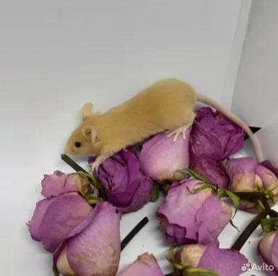 Кудрявые ручные декоративные мыши купить в Севастополе | Животные и  зоотовары | Авито