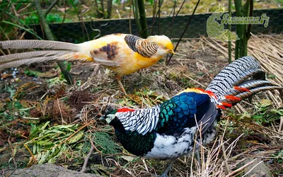 Разведение птицы на приусадебном участке | Питомник декоративных птиц