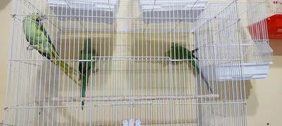 Зебровые амадины - маленькие, весёлые, декоративные птицы. За ними одно  удовольствие наблюдать ♥️ И они не требуют особого ухода. Парочка… |  Instagram