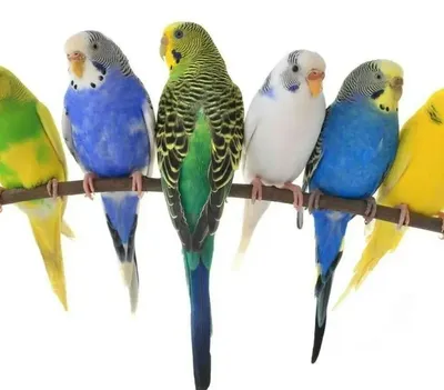 Декоративные птицы