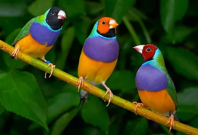 Каких попугаев или декоративных птиц лучше завести дома - Зоомагазин  MasterZoo