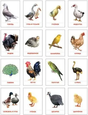 декоративных птиц декоративного украшения цвет вектор иллюстрации для  печати PNG , птица, этнические, фолк PNG картинки и пнг рисунок для  бесплатной загрузки