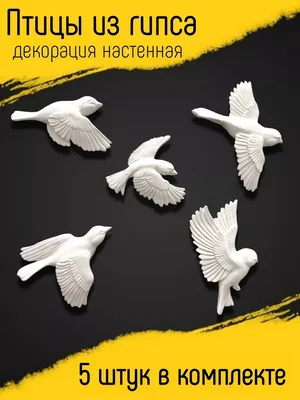 Певчие и декоративные птицы в Минске. Купить певчих птиц в Минске по низкой  цене
