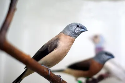 10 декоративных птиц на продажу в Молдове: обзор объявлений