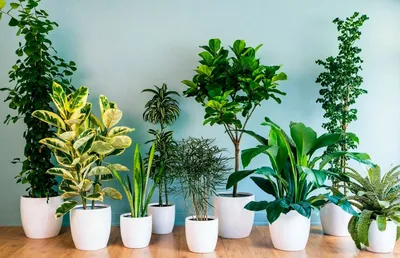 Опасные комнатные растения, которые наверняка есть у вас дома