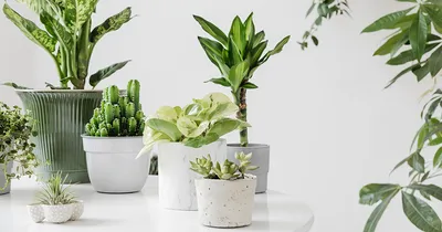 Декор из растений или как создать сказочный лес в квартире: идеи, фото и  лучшие интерьерные решения
