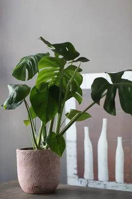 17 комнатных растений, которые привлекают счастье и удачу в дом — новости  Техноэкспорт
