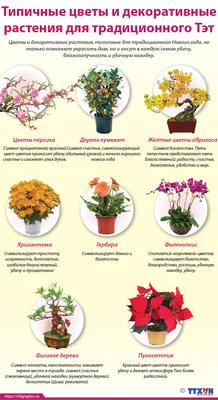 Типичные цветы и декоративные растения для традиционного Тэт | ОБЩЕСТВО |  Vietnam+ (VietnamPlus)