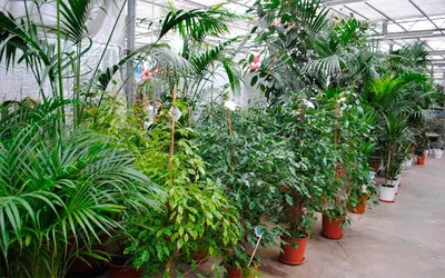 Комнатные растения, фото и названия - GreenInfo.ru