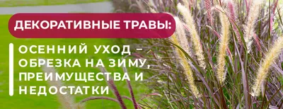 ДЕКОРАТИВНЫЕ ЗЛАКИ: грубые ошибки при выращивании, лучшие виды и сорта -  YouTube