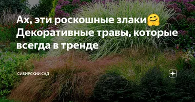 LeRose.com.ua - Злаковые травы в ландшафтном дизайне🌿... | Facebook