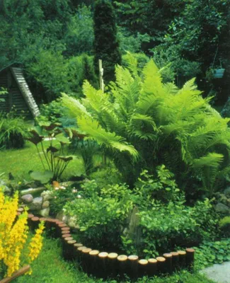 Бордюр садовый Лиана Стальх50 см купить по доступной цене с доставкой в  интернет-магазине OZON (779400259)