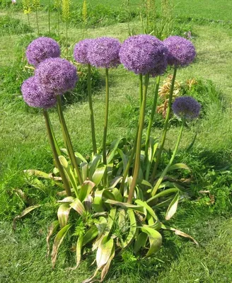 Декоративный чеснок - Purple Sensation - пакет из 3 штук - Allium Purple  Sensation – Garden Seeds Market | Бесплатная доставка