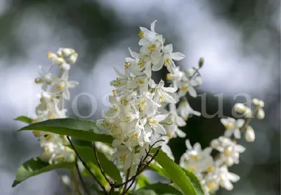 Дейция изящная Deutzia gracilis ᐉ купить с доставкой почтой по Украине в  питомнике Биосад