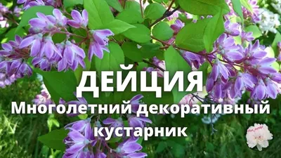 Вейгела: декоративно-цветущий кустарник как элемент ландшафтного дизайна