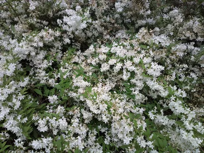 Дейция мелкоцветковая, или амурская, Deutzia parviflora, Deutzia amurensis