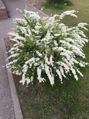 Саженцы Дейции шершавой Розеа Плена (Deutzia Rosea Plen) Р9 заказать по  почте в питомнике DREVO •1740334116