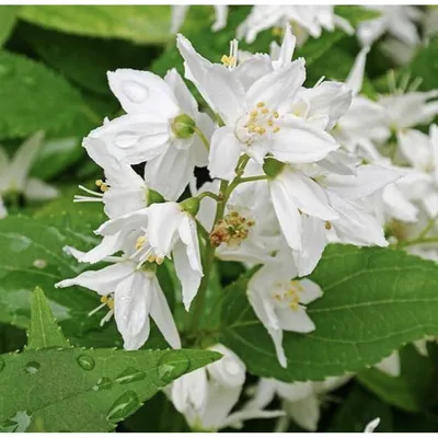 Deutzia gracilis 'Variegata', Дейция изящная 'Вариегата'|landshaft.info