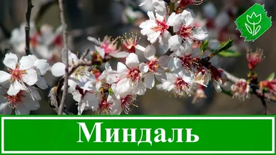 степной миндальный декоративный кустарник с цветами Стоковое Изображение -  изображение насчитывающей кусты, низко: 220163371