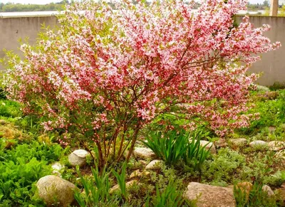 🌸 Кустарник миндаль – посадка и уход; декоративный миндаль – выращивание,  виды и сорта - YouTube